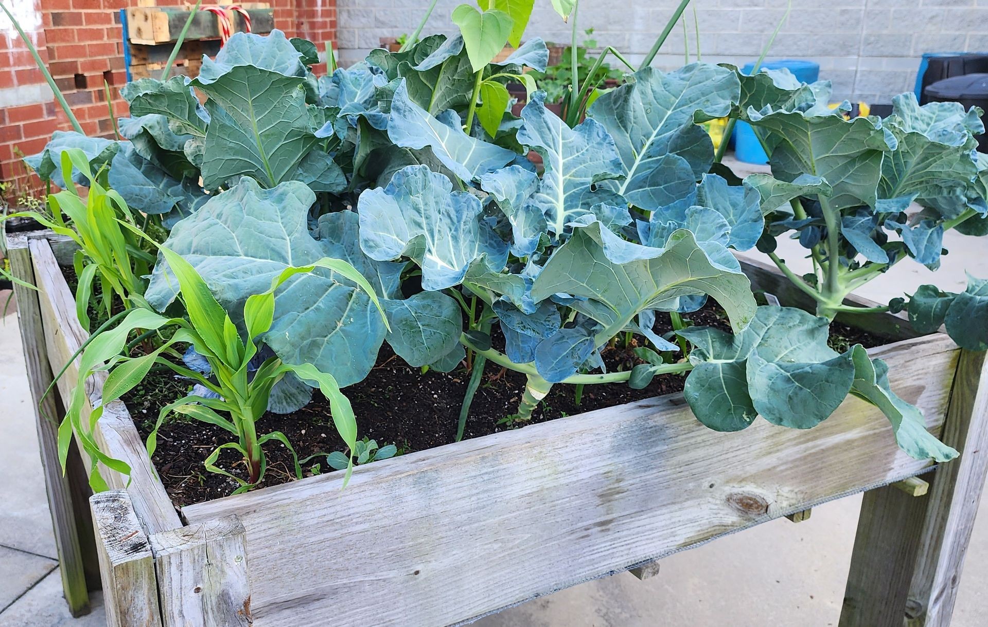 Urban Gardening & Agriculture